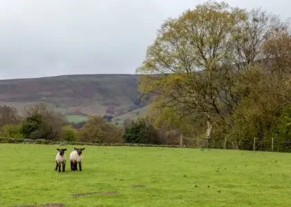 Photograph of two lambs in a field in Yorkshire